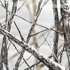 Rangefinder Nature Snowstorm Camo Gear Skin Pattern